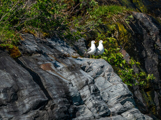 Seagull pair watching their nest 