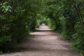 Fototapeta na wymiar A walking path under dense vegetation disappears in the far distance.