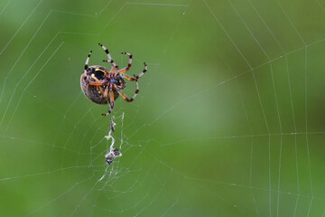 A Marbled Orb Weaver (Araneus marmoreus) spins a large web to catch small flying insects near Alaska's Reflections Lake.