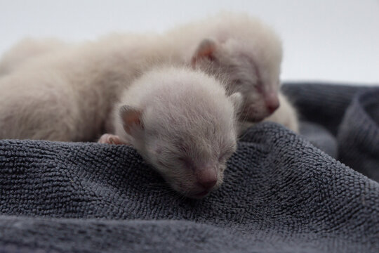 Newborn kittens learn to open their eyes