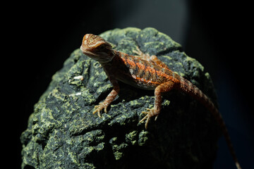 bearded dragon on ground with blur background