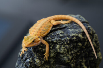 bearded dragon on ground with blur background