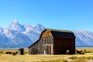 Barn and outhouse surrounded by a herd of bison on Mormon Row. Background majestic peaks of Teton...