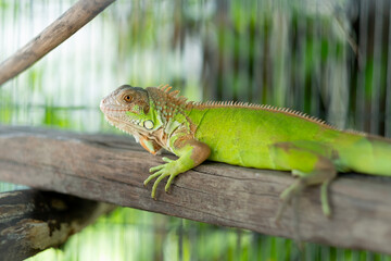 lizard, animal, green lizard with blur background