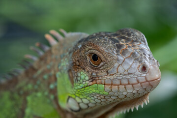 lizard, animal, green lizard with blur background