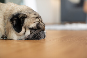 Sleep dog close eyes lying relax on floor,Cute pug sleep deep breathing and resting with funny face,Adorable Sleep dog Concept