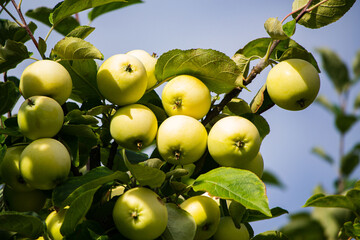 delicious ripe apples on apple trees close up against blue sky