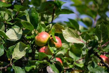 delicious ripe apples on apple trees close up against blue sky