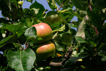 delicious ripe apples on apple trees close up against blue sky