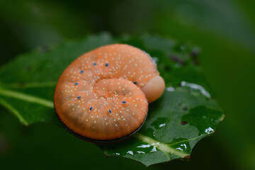 Elm Sawfly (Cimbex americana) larva on a cottonwood leaf.