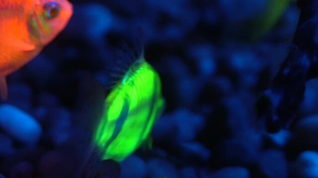 Fluorescent Tetra and Tiger Barbs fish swimming.