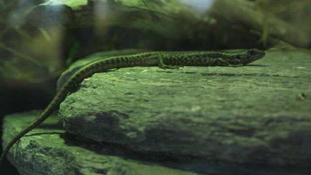 long lizard scene shot camera
