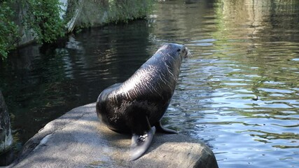 seal get into the water fisrt