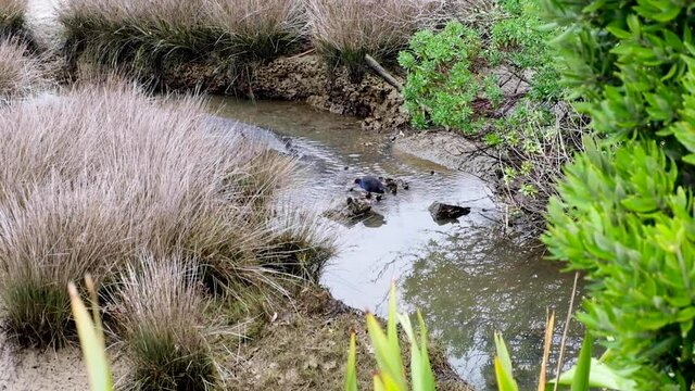 A NZ native Pukeko bird, aka Australasian swamphen, standing in a serene winding stream surrounded by native fauna in New Zealand, Aotearoa