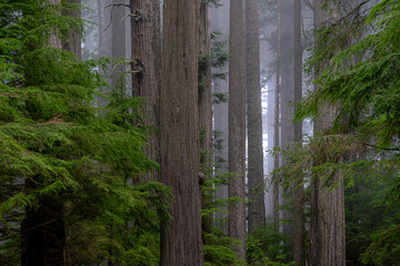 Foggy morning in the Redwood forest