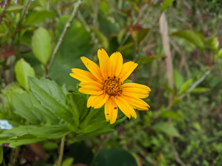 yellow dandelion flower