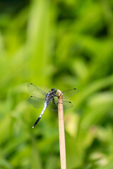 シオカラトンボ