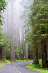 Foggy morning in the Redwood forest