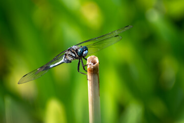 シオカラトンボ