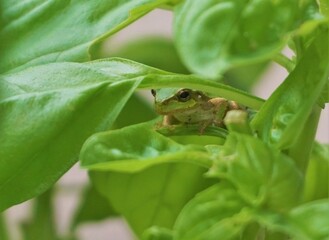 バジルの葉と擬態化したキョトンとした顔でかわいい二ホンアマガエル