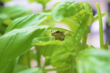バジルの葉と擬態化したキョトンとした顔でかわいい二ホンアマガエル