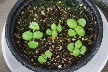 鉢の中で種から芽を出すかわいいバジルの芽たち
