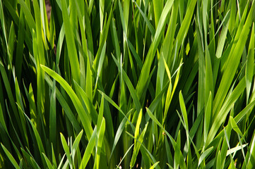 Tall bright green grass in the sunny day. Close-up
