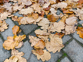 top view of dried oak foliage with raindrops on gray stone pavement on autumn day