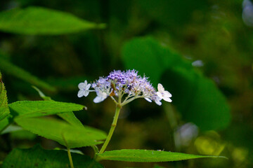タマアジサイ