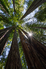 the sun burst through the Redwood forest