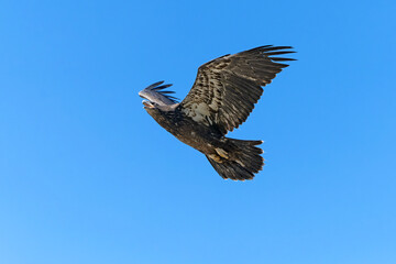 Bird juvenile bald eagle learning to flying