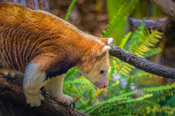 2021-05-18 A MATSCHIE'S TREE KANGAROO WALKING ON A LOG