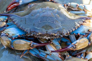Close up blue crab - obrazy, fototapety, plakaty