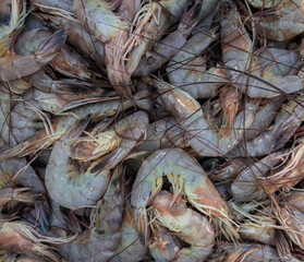 Pile of fresh shrimp 