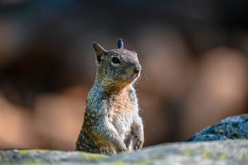 squirrel in the park