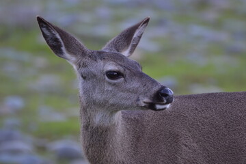 white deer