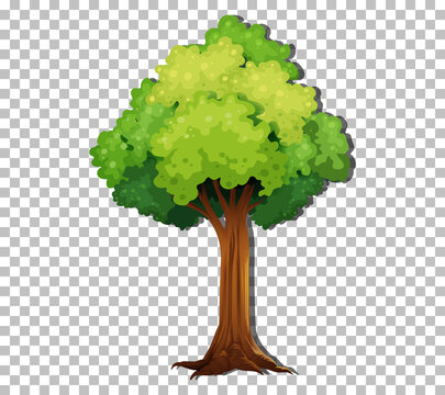 A tree isolated on transparent background