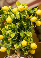 Fake plastic lemon tree as background. Close up.