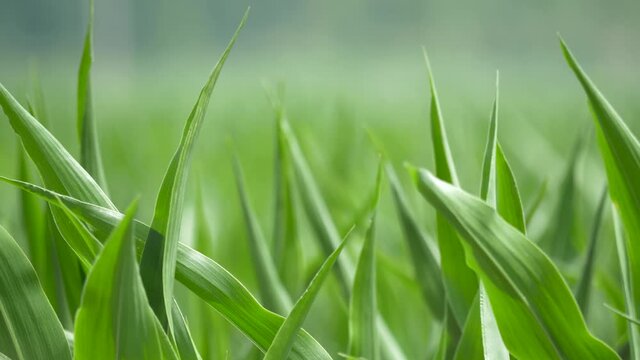 Close up of corn leaves blow slowly in  a soft breeze.
