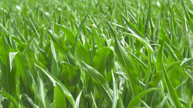 Corn leaves move slightly in a soft breeze.
