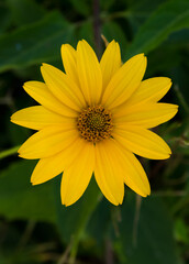 Yellow flower of Leopard's Bane (Doronicum orientale) in garden. General view of a single of flowering plants. Like a sun.