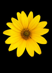 A blossoming Doronicum flower is photographed macro. Isolated on black background.