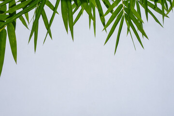 Natural bamboo leaves background. Bamboo Leaves. Bamboo are hardy plants that thrived well in...