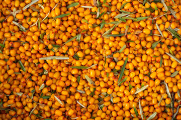 Sea-buckthorn. Orange background of ripe berries. Harvesting berries.