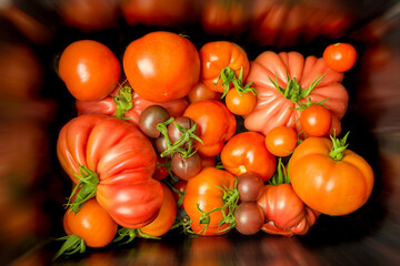Viele Tomaten unterschiedlicher Sorten wurden geerntet. Sie liegen zusammen in einem Gefäß.