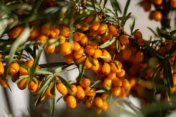 Branch with berries of sea buckthorn and green leaves on a background of grass and sky