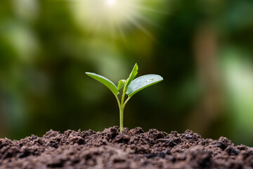 Seedlings grow from fertile soil and the morning sun shines, concept of plant growth and ecological balance.