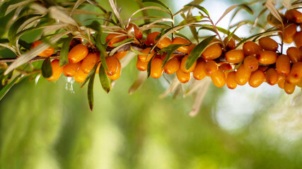 A branch of ripe sea buckthorn berries in the garden. Against the background of green foliage. Space for text.