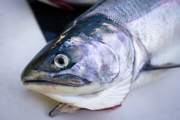 close up pink salmon head 