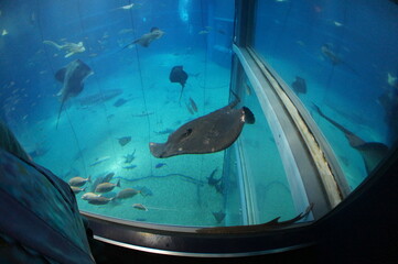 水族館 © taka238